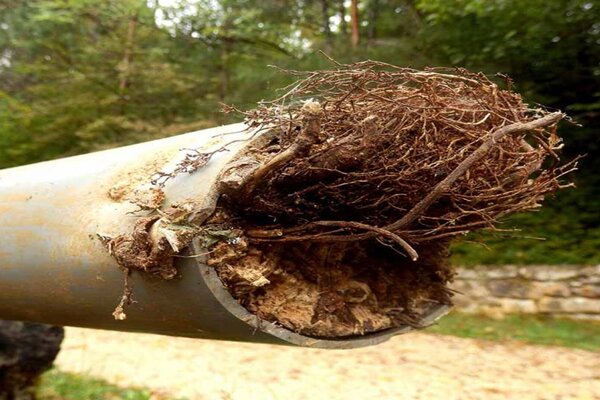 How Do Tree Roots Affect Drains and What’s the Solution